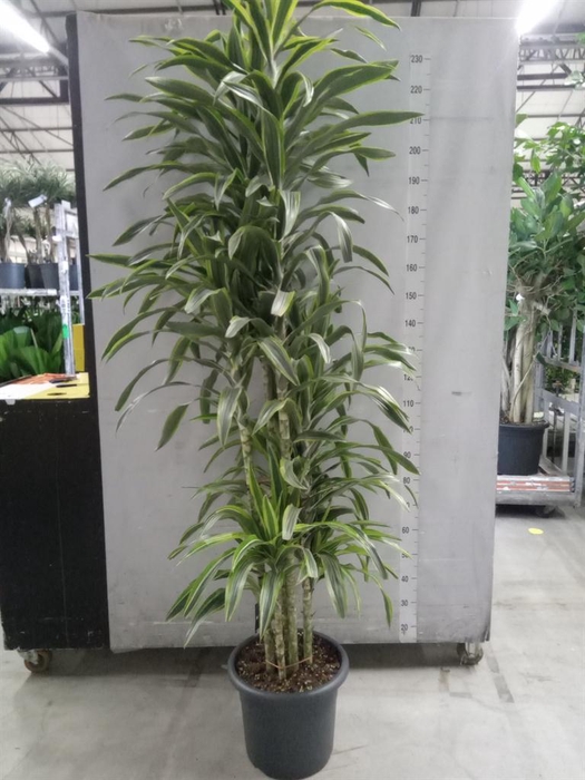 <h4>Dracaena fr de 'LemonLime'</h4>