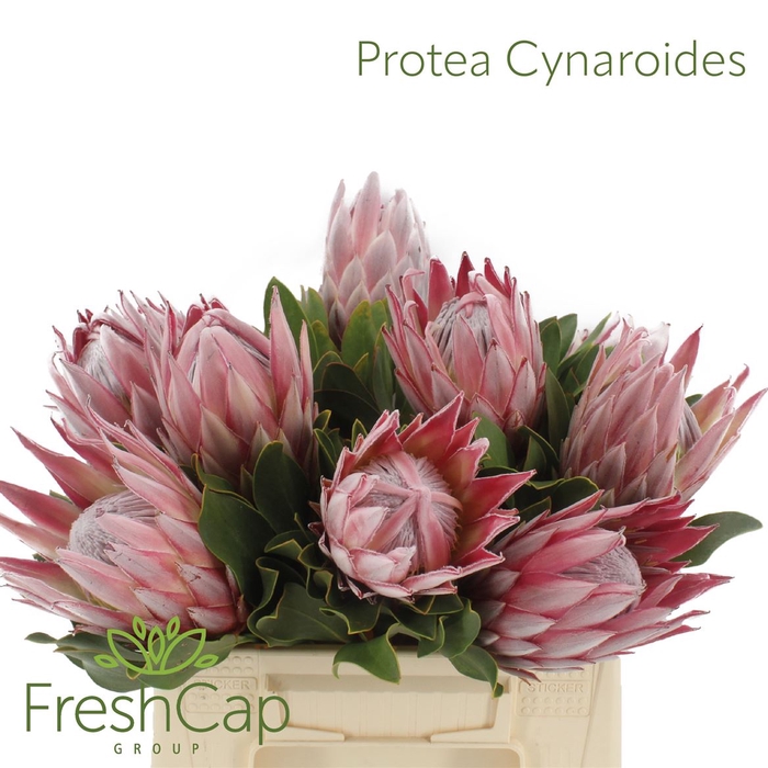 Protea Cynaroides