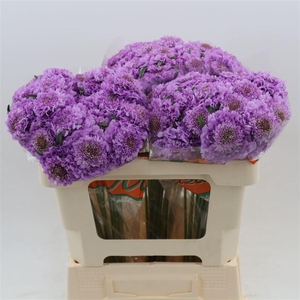 Scabiosa atropurpurea Lavender Scoop