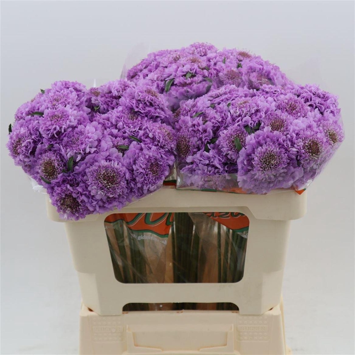 <h4>Scabiosa atropurpurea Lavender Scoop</h4>