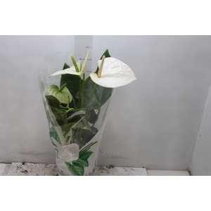 ANTHURIUM ALASKA P17 PREMIUM