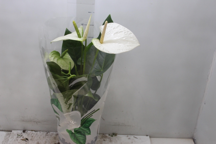 <h4>ANTHURIUM ALASKA P17 PREMIUM</h4>