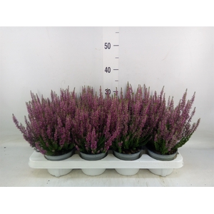 Calluna vulg. 'Beauty L Linda'