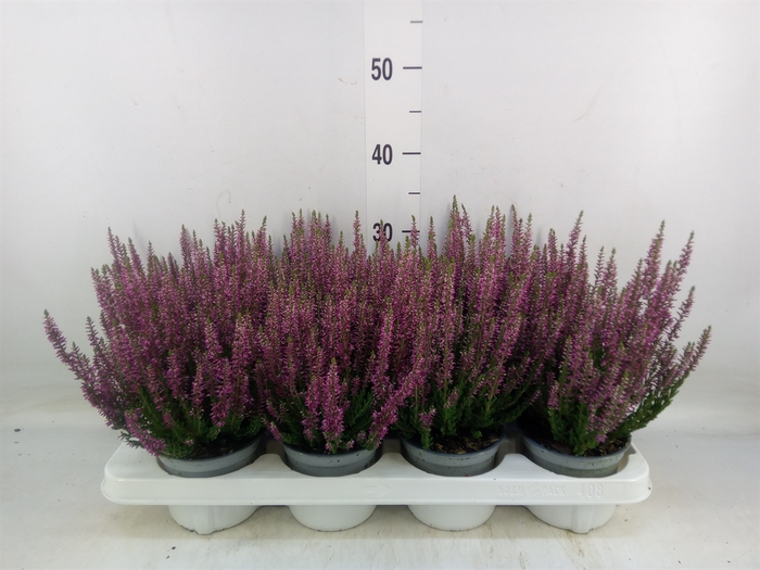 <h4>Calluna vulg. 'Beauty L Linda'</h4>