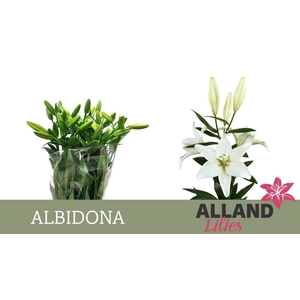 LI LA ALBIDONA