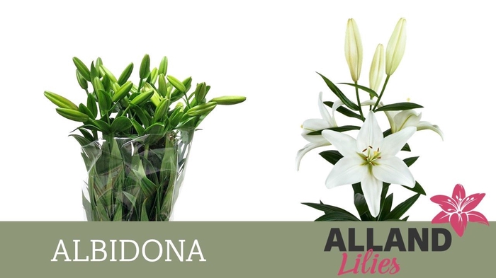 <h4>LI LA ALBIDONA</h4>