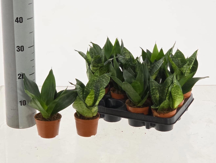 <h4>SANSEV HAHNII</h4>