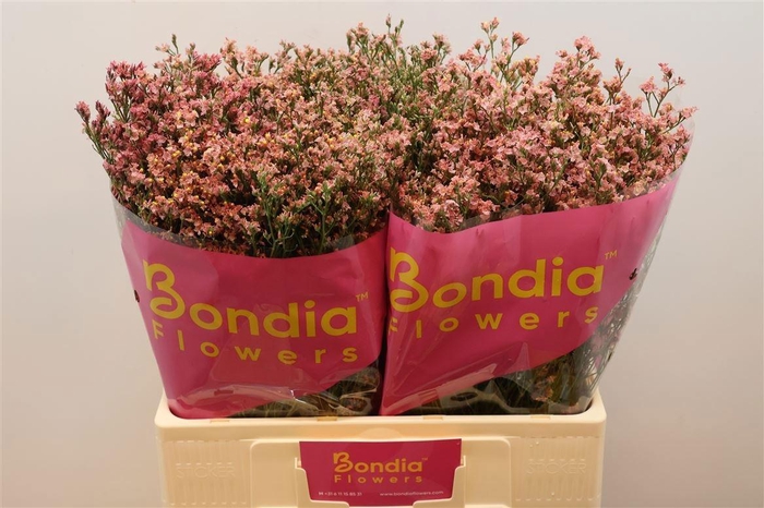 <h4>LIM SIN MAX DIA</h4>