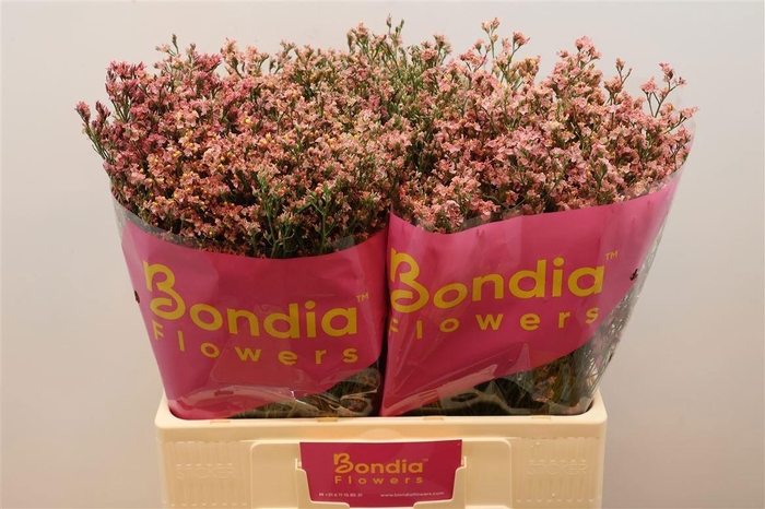 <h4>LIM SIN MAX DIA</h4>