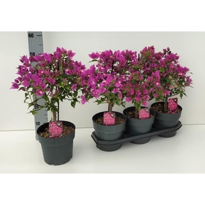 BOUGAINV ALEXANDRA