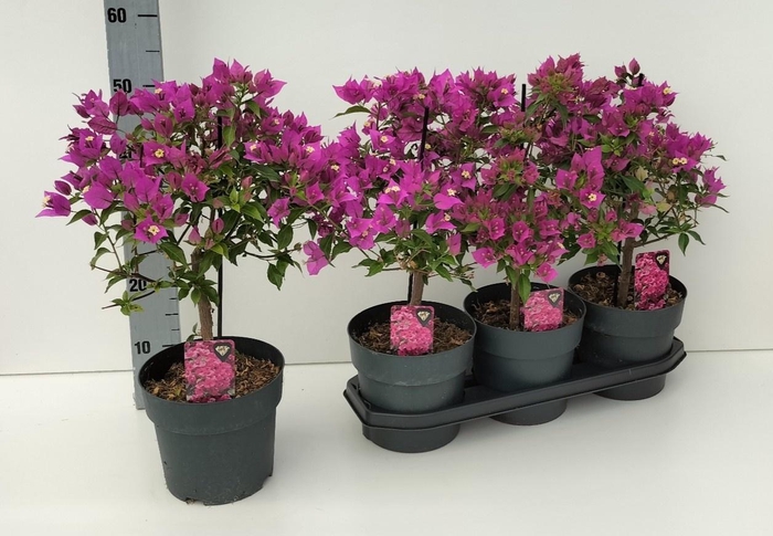 <h4>BOUGAINV ALEXANDRA</h4>