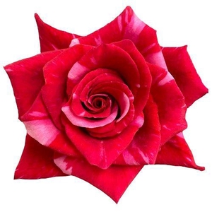 R GR PINK PUMA Naranjo