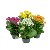 KALANCHOE DOBRADO P15