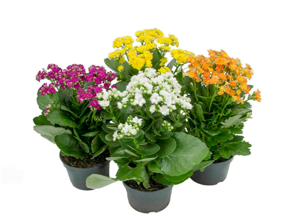 <h4>KALANCHOE DOBRADO P15</h4>