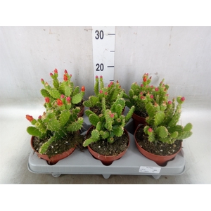 Opuntia