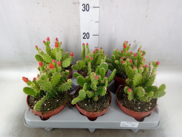 <h4>Opuntia</h4>