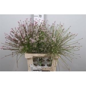 Allium Schubertii