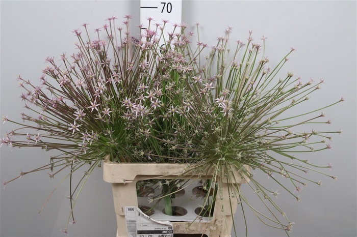 <h4>Allium Schubertii</h4>