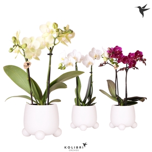 Kolibri Orchids Phalaenopsis mix 2 spike in Rolling pot white