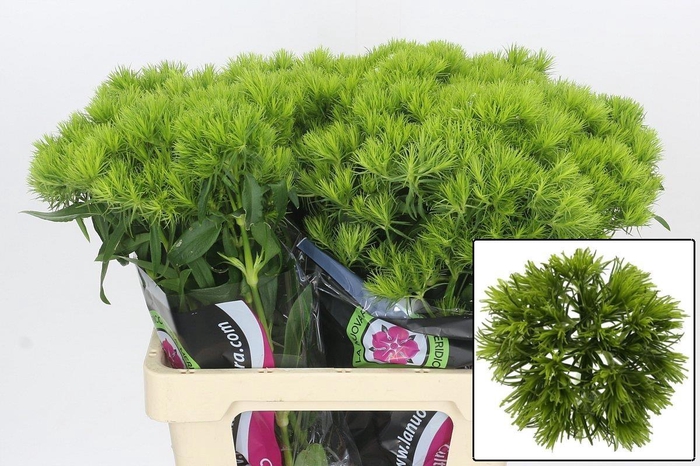 <h4>DI BARB KIWI MELLOW</h4>