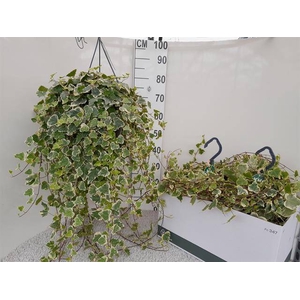Hedera Helix White Wonder 23Ø 80cm