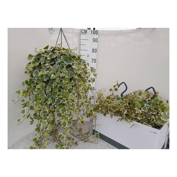 <h4>Hedera Helix White Wonder 23Ø 80cm</h4>