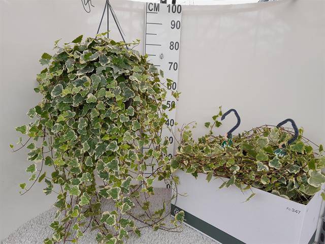 Hedera Helix White Wonder 23Ø 80cm
