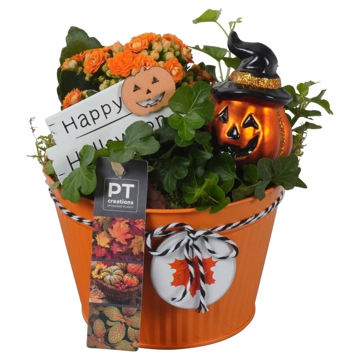 <h4>Arr.    Planten  L%</h4>