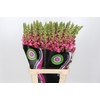 Antirrhinum Potomac Cherry Pink