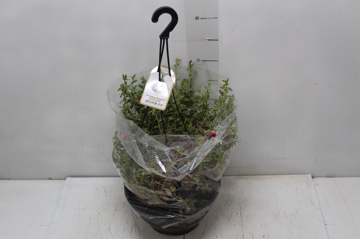 PORTULACA OLERACEA VARIEGATA C21 ROSA