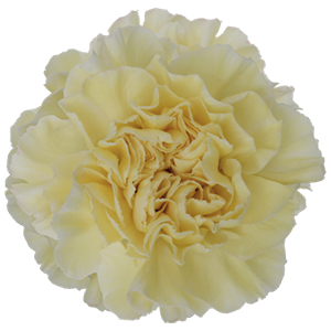 <h4>DIAN.ST. Wedding Cream</h4>