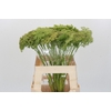 Ammi Visnaga Green Mist