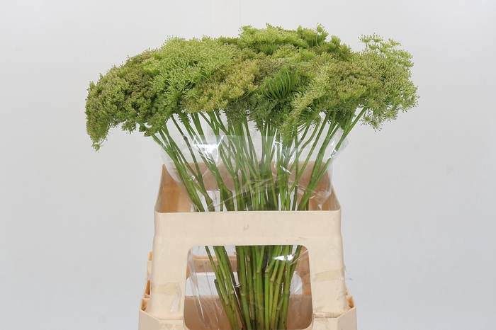 <h4>Ammi Visnaga Green Mist</h4>