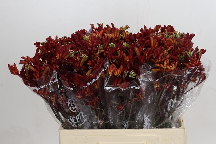 <h4>Anigozanthos Early Spring Indoor</h4>