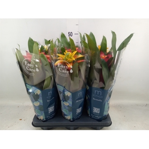 Guzmania   ...mix 3
