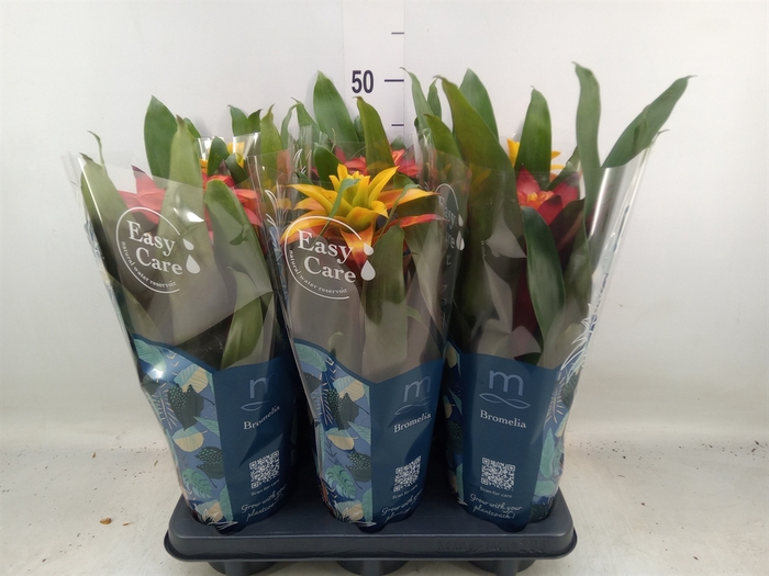 <h4>Guzmania   ...mix 3</h4>