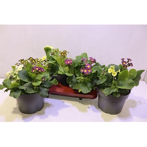 Prim Ver L Queen Mix In Pot