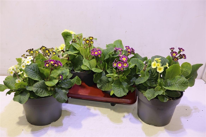 <h4>Prim Ver L Queen Mix In Pot</h4>