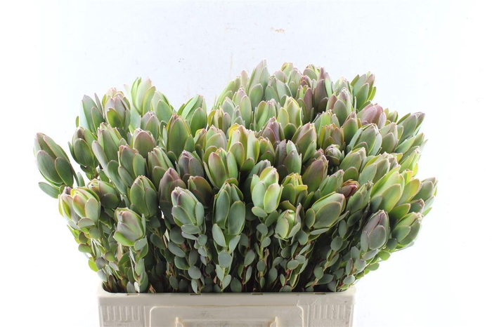 <h4>Leucad Discolor</h4>