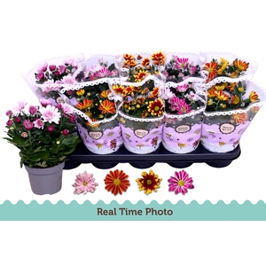 CHRYS GEM 2 KL BLOEM