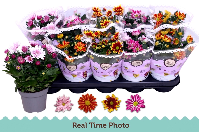 <h4>CHRYS GEM 2 KL BLOEM</h4>