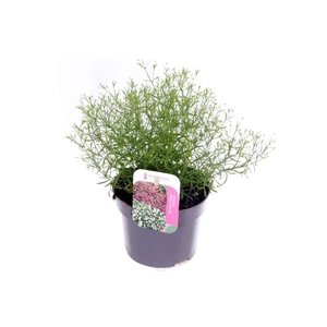 Gypsophila muralis Gypsy White