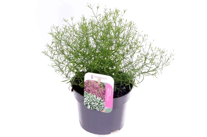 <h4>Gypsophila muralis Gypsy White</h4>