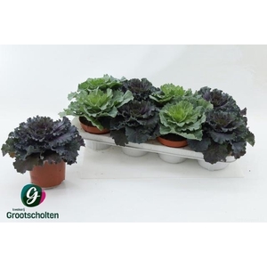 BRASSICA (SIERKOOL)