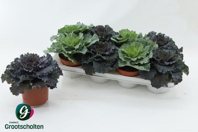 <h4>BRASSICA (SIERKOOL)</h4>