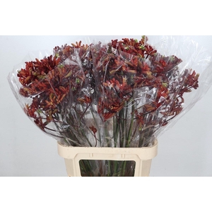 Kangaroo Paw Early Spring Indoor