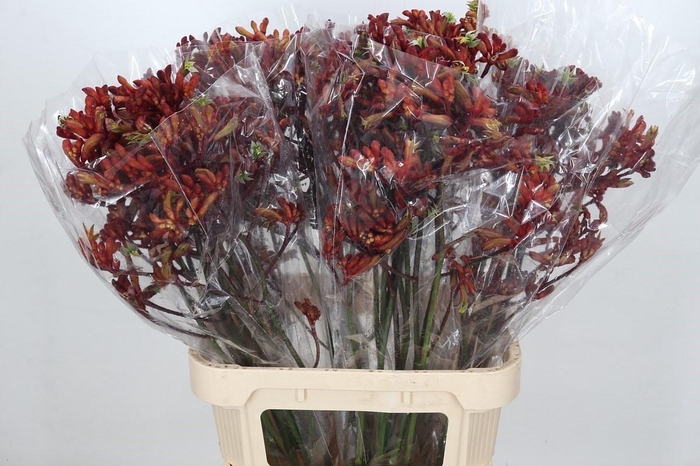 <h4>Kangaroo Paw Early Spring Indoor</h4>
