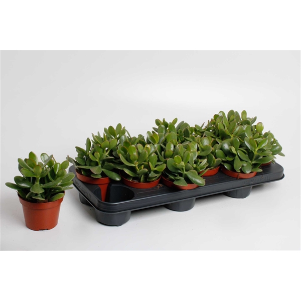 <h4>Crassula ovata</h4>