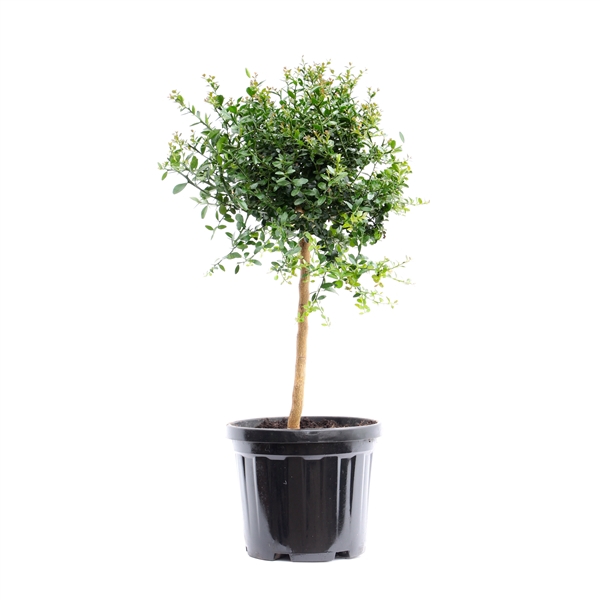 Citrus Australasica stem P22