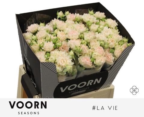 <h4>R Tr H La Vie Voorn Seasons</h4>